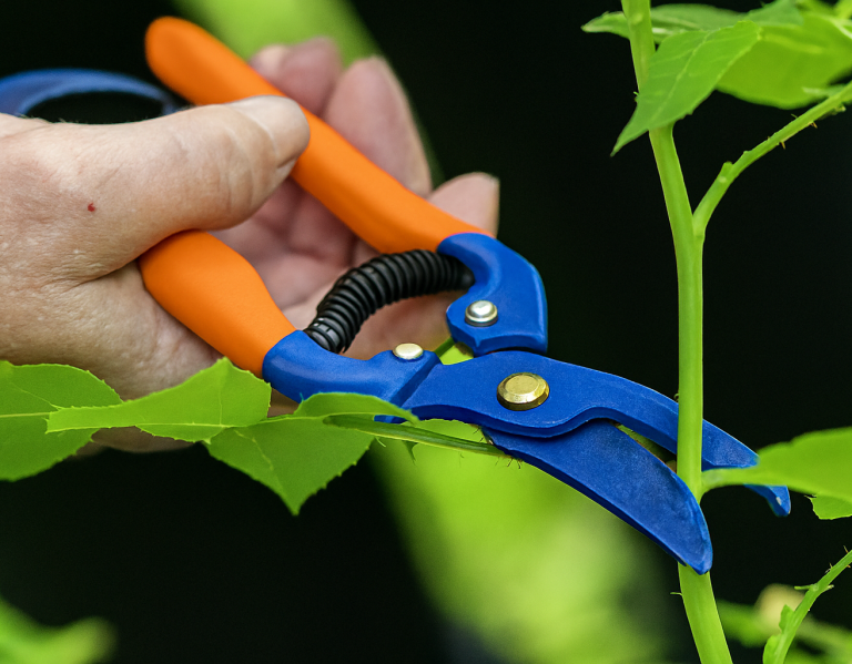 Croydon Garden Maintenance – Pro Home Services in Action Blue and orange pruning shears cutting plant stems – Pro Home Services handyman garden maintenance in Croydon and nearby areas